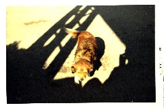 Lady dog